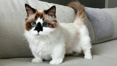 Nikdy nevyrůstají: Malá plemena koček, která zůstanou roztomilými koťaty navždy