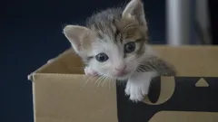 Jak naučit kotě chodit na záchod: Krok za krokem průvodce řešením problému