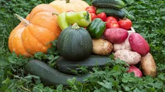 Co roste na zahradě, není vždy bezpečné: které druhy zeleniny absorbují toxiny ze země?