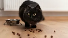 3 hlavní znaky, že krmivo pro vašeho mazlíčka už není vhodné: Co říkají odborníci?