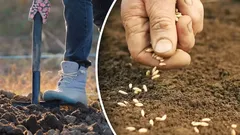 Úroda nezklame: zahrádkář prozradil ideální termín podzimního výsevu mrkve