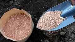 Tipy zahradníků: Tento přírodní prášek zbaví škůdců a připraví půdu perfektní pro rostliny