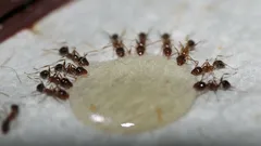 Mravenci zmizí navždy: Tyto jednoduché ingredience vyženou celou armádu hmyzu