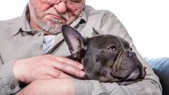 Věrní a klidní: 5 psích plemen, která přinesou teplo a věrnost starším lidem