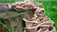 Ze stinného kouta zahrady na talíř: Jak proměnit pozemek v houbovou farmu