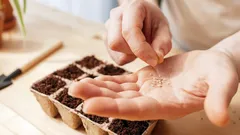 Zahrada bez nákladů: Která semena přežijí zimu a přinesou úrodu stejně dobrou jako ta z obchodu