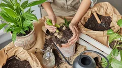 Tajemství rychlého růstu rostlin: Jak správně používat kyselinu jantarovou a dosáhnout dvojnásobného růstu