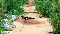 Není to hnůj ani kompost: podzimní trik s kartonem překvapí i zkušené zahrádkáře