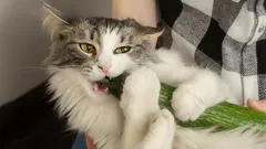 Jak správně pečovat o kočku: pět užitečných tipů od odborníků