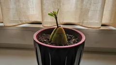 Tropy na vašem parapetu: jak snadno vypěstovat mangovník ze semene bez skleníku a kouzel