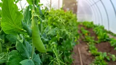 Listopadový výsev, který na jaře překvapí bohatou úrodou: Co vysadit v pařeništi na pozdní podzim?