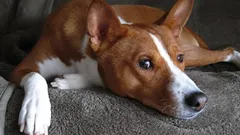 Pořídíte si psa a dostanete kočku: Plemena, která překvapí svým chováním