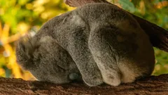 Rekordmani v odpočinku: 5 zvířat, která spí nejdéle na světě