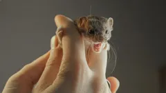 Nejmenší dravý mazlíček: Proč byste si měli dvakrát rozmyslet, než si ho pořídíte