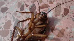 Boj se šváby bez výsledků? Experti prozradili, jak se jich jednoduše zbavit