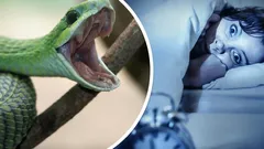 Proč se nám zdají hadi? Psychologie odhaluje překvapivé významy těchto snů