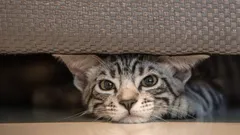 Skryté kočičí obavy: těchto 9 zvuků způsobuje u mazlíčků stres a útěk