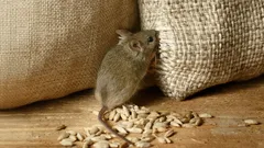 Myši se nevrátí: Dvě kapky tohoto přírodního prostředku odeženou celou armádu hlodavců