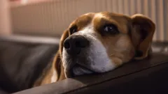 Signály nepohody u psa: odborníci popsali 5 důvodů, proč se na nás psi „urážejí“