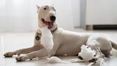 Nekontrolovatelná síla: tři psí plemena, která nikdy neodpustí slabost svého pána