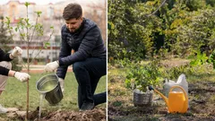 Kdy je nejvhodnější doba pro výsadbu stromů: odborníci dali jednoznačnou odpověď