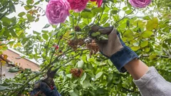 Zimní ochrana růží: jak je stříhat v listopadu pro bohaté kvetení