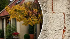 Který strom je lepší nesázet v blízkosti domu? Může zničit základy