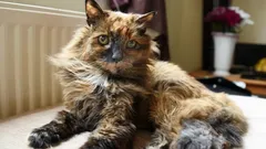 Tato kočka žila téměř 40 let: Rekord, který dosud nebyl překonán