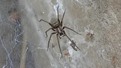 Proč si pavouci vybírají právě váš dům? Důvody jejich výskytu a jednoduché způsoby, jak se jich zbavit