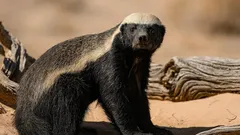 Velký jako liška, drzý jako tygr: okrádá lvy, krade med a směje se kobře do obličeje