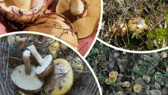 Vrchol houbařské sezóny 2025 – kde a kdy letos v říjnu nasbírat plné košíky hub