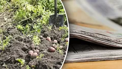 Čas na zásoby: jak využít staré noviny na zahradě a na pozemku a proč jsou velmi užitečné