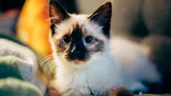 Opravit to bude těžké: fatální výchovná chyba, která z kotěte dělá divokou kočku