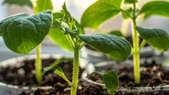 Zasejte tuto zeleninu v prosinci a užijte si jarní sklizeň: 4 plodiny pro časný výsev