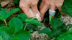 Podzim je důležitější než odrůda: co udělat s jahodami před zimou pro rekordní úrodu na jaře