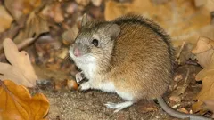 Hraboši ničí vaši zahradu a dům? Nalijte tento roztok do díry a zmizí navždy