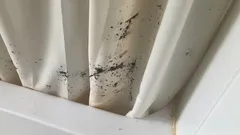 Plíseň na sprchovém závěsu? Nevyhazujte ho hned – jak ji snadno a levně odstranit
