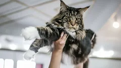 Oddaní jako psi: Tato kočičí plemena jsou stvořena pro ty, kdo hledají v mazlíčkovi pravého přítele