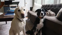 Jedna domácnost – dvě povahy: Jak naučit dospělé psy žít spolu bez konfliktů