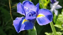 Rostliny, které vysávají vlhkost ze zdí: mokré skvrny mizí a doma se lépe dýchá