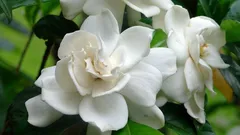 Nejlepší květina do bytu: luxusní vůně provoní celý pokoj a péče je hračka