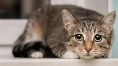 Kočičí manipulace: 5 nenápadných způsobů, jak kočka ovlivňuje svého majitele