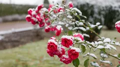 Podzimní péče o růže: Jak připravit keře na zimu, aby na jaře vykvetly jako kouzlem