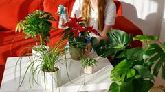 Máte doma hodně rostlin? Psychologové prozradili, co to vypovídá o vaší osobnosti