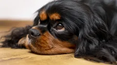 Psi si pamatují bolest, ale umějí odpouštět: Co by měl vědět každý budoucí majitel psa