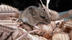 Myši utíkají bez ohlédnutí: Domácí prostředek bez chemie, který snadno odežene podzimní armádu hlodavců