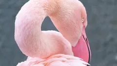 Proč jsou plameňáci růžoví? Tajemství jejich jedinečné barvy a původ anglického slova flamingo