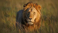 O lvech jste tohle rozhodně nevěděli: Co teď vědci zjistili o tajemném životě králů přírody