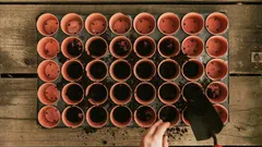 Jak ovládat růst rostlin, jako byste měli dálkový ovladač: rady, které opravdu fungují