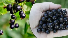 Tohle by měl vědět každý: výhody rybízu a proč ho nemůže jíst každý